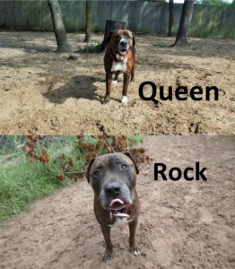 rock & queen