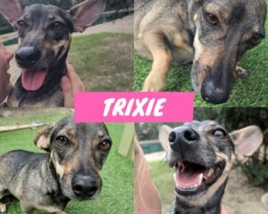 Trixie