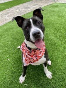 Hotch Hotch