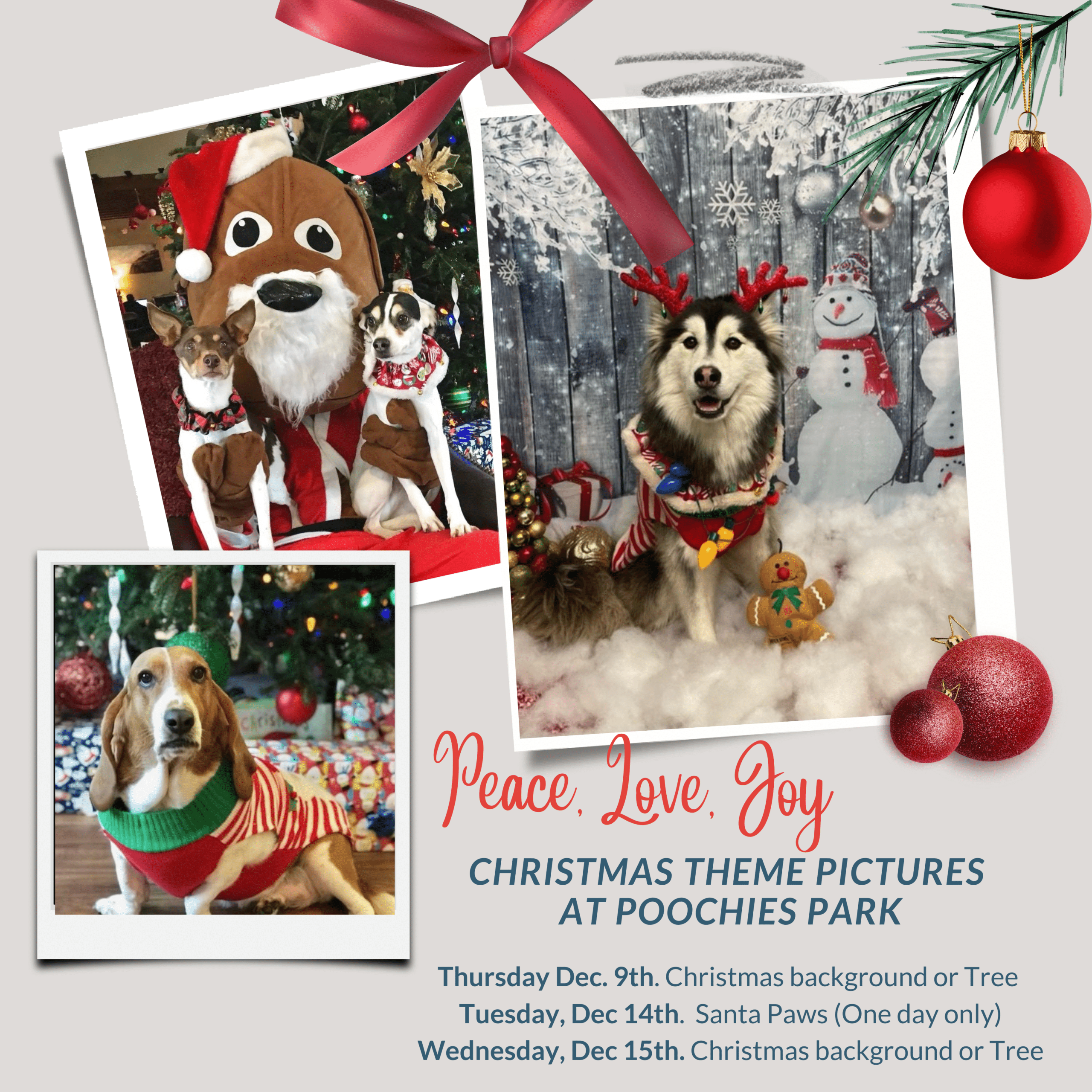 2021 Christmas Pictures