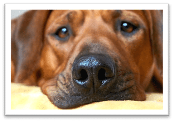 Kennel Cough