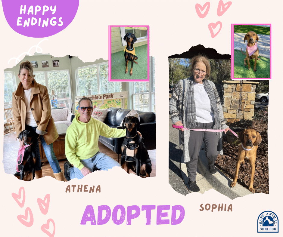 Adopted