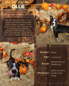 Adopt Flyer Template (8.5×11) (4)