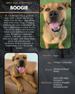 Adopt Flyer Template (8.5×11) (1)