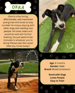 Adopt Flyer Template (8.5×11) (5)