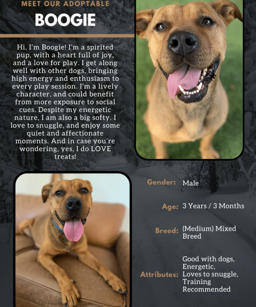 Adopt Flyer Template (8.5x11) (1)