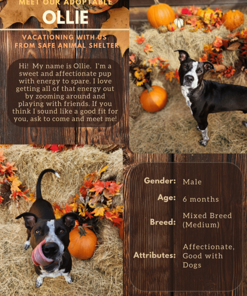 Adopt Flyer Template (8.5x11) (4)