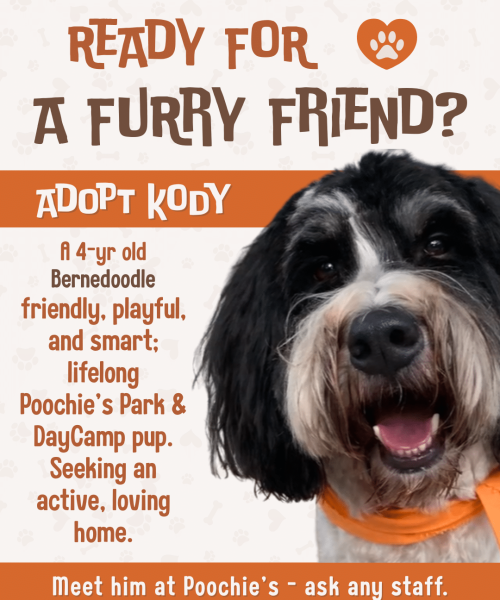 Adoptable - Kody (1)