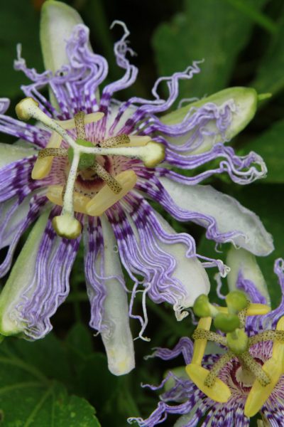 flower1