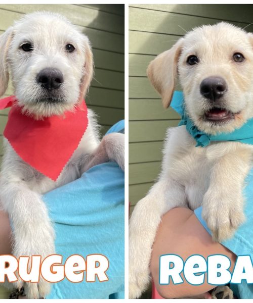 Ruger and Reba